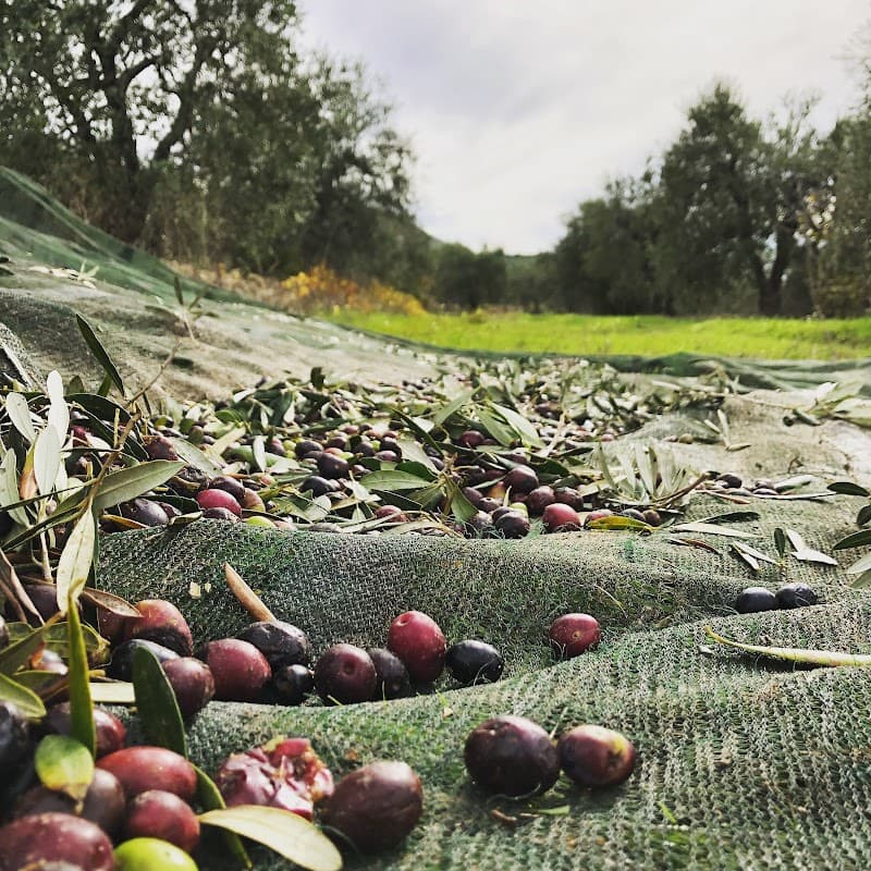 Immagine di Azienda Agricola Mercadante a Gravina in Puglia, Puglia
