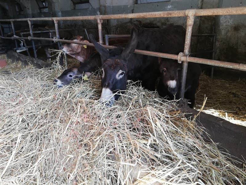 Immagine di Azienda Agricola Vincenzo Barreca a Palermo, Sicilia