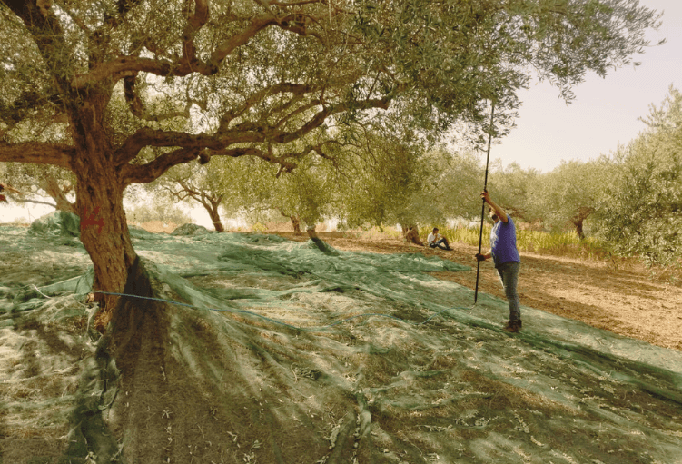 Immagine di Azienda Agricola Schifaudo Beatrice - Valle di Bruca a Ventimiglia di Sicilia, Sicilia