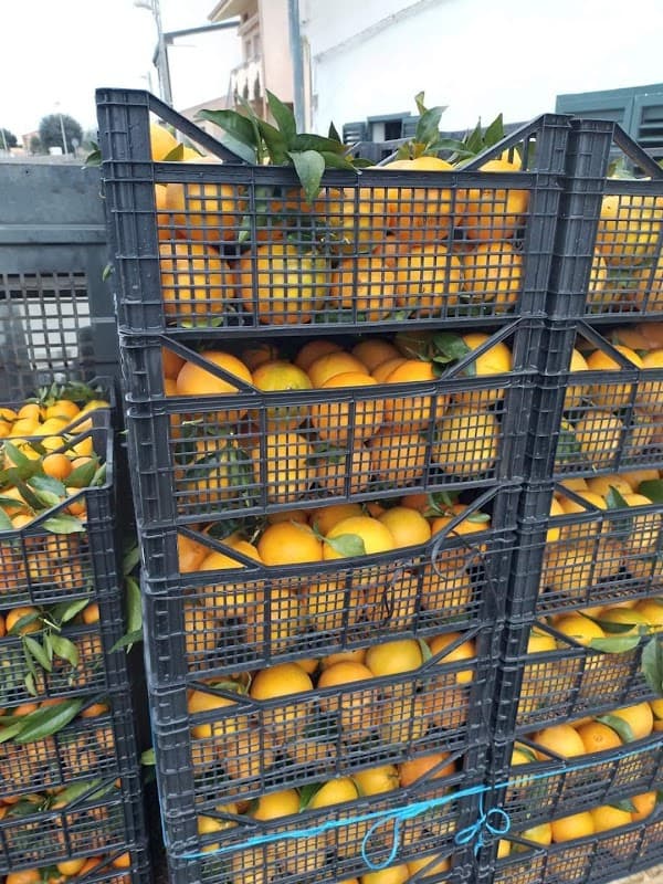 Immagine di TERRA MIA Frutta e Verdura a km zero a Giugliano in Campania, Campania