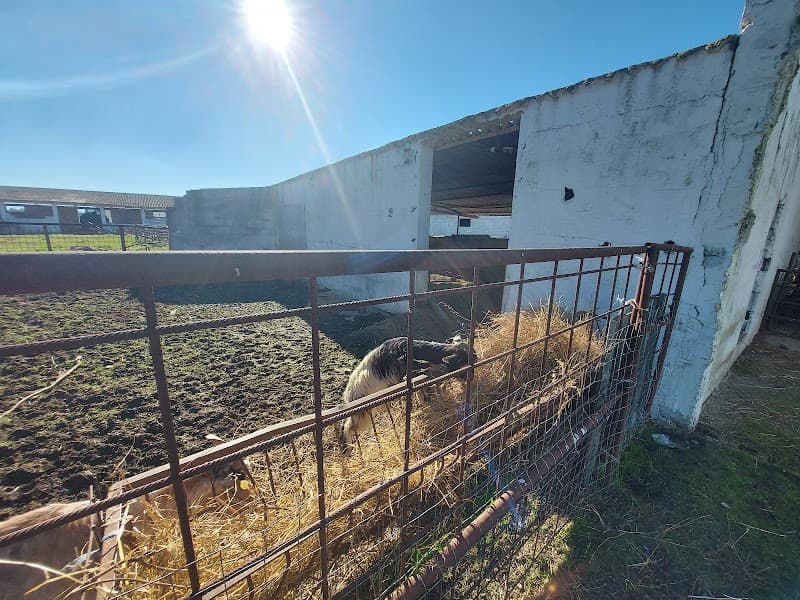 Immagine di Fattoria Floris - Agriturismo e Fattoria didattica a Siliqua, Sardegna
