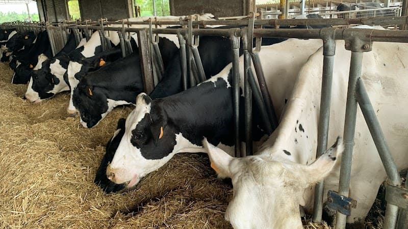 Immagine di Fattoria Salvucci a Fiumicino, Lazio