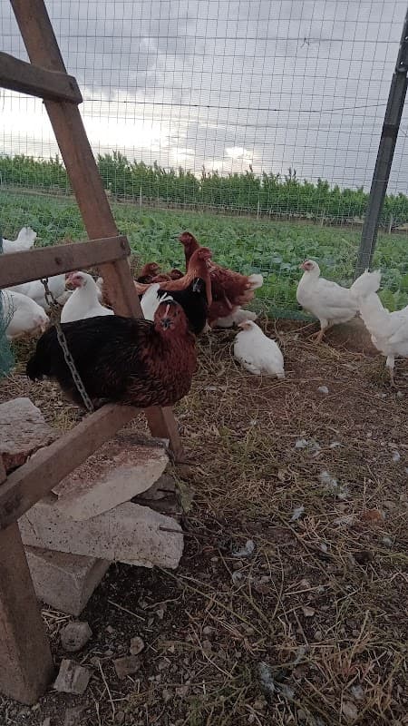 Immagine di Azienda Agricola Cantatore a Ruvo di Puglia, Puglia