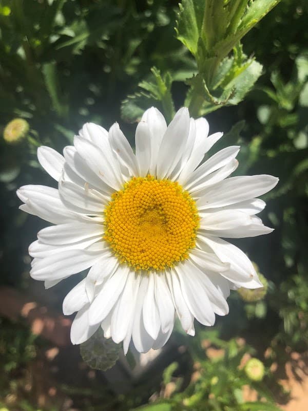 Immagine di azienda agricola santiva a Montelepre, Sicilia