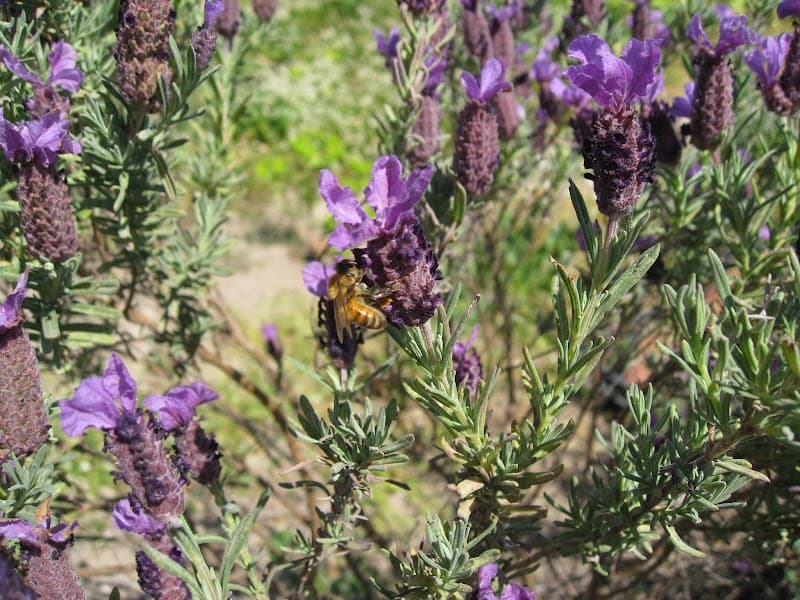Immagine di Arbarèe - Miele di Sardegna da agricoltura biologica a Simaxis, Sardegna