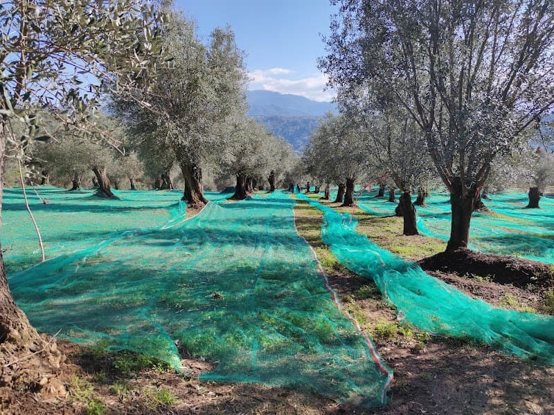Immagine di Azienda Agricola Mari a Reggio Calabria, Calabria