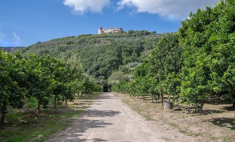 Immagine di parodi alessandro azienda agricola a Finale Ligure, Liguria