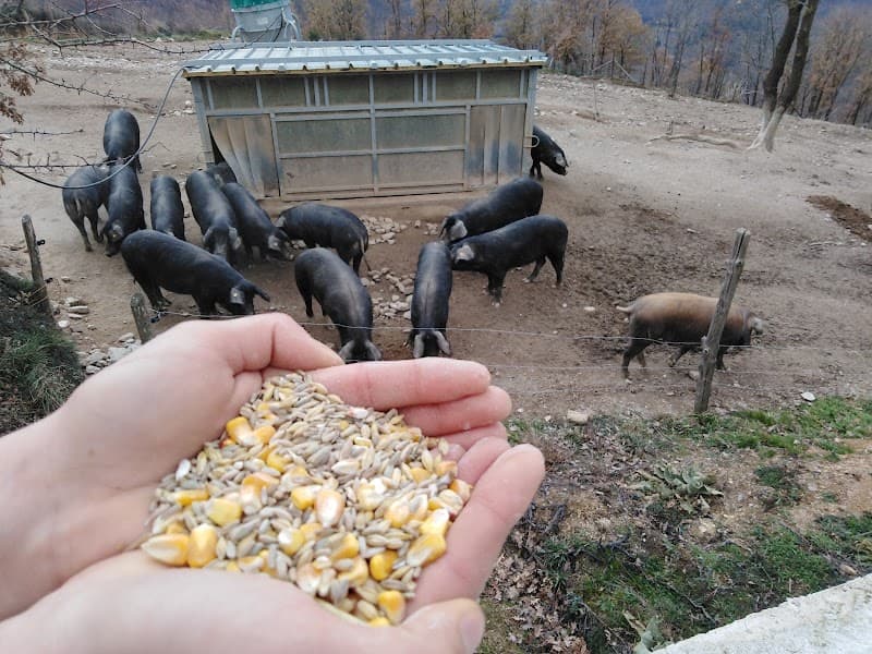Immagine di Azienda Agricola Arcuri Carlo a Castagna, Calabria