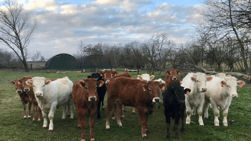 Immagine di La Collina Coop. Agricola a Reggio Emilia, Emilia-Romagna