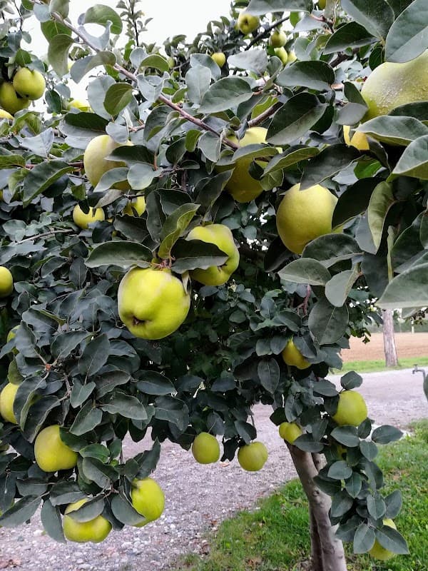 Immagine di Tonelli azienda agricola a Bologna, Emilia-Romagna