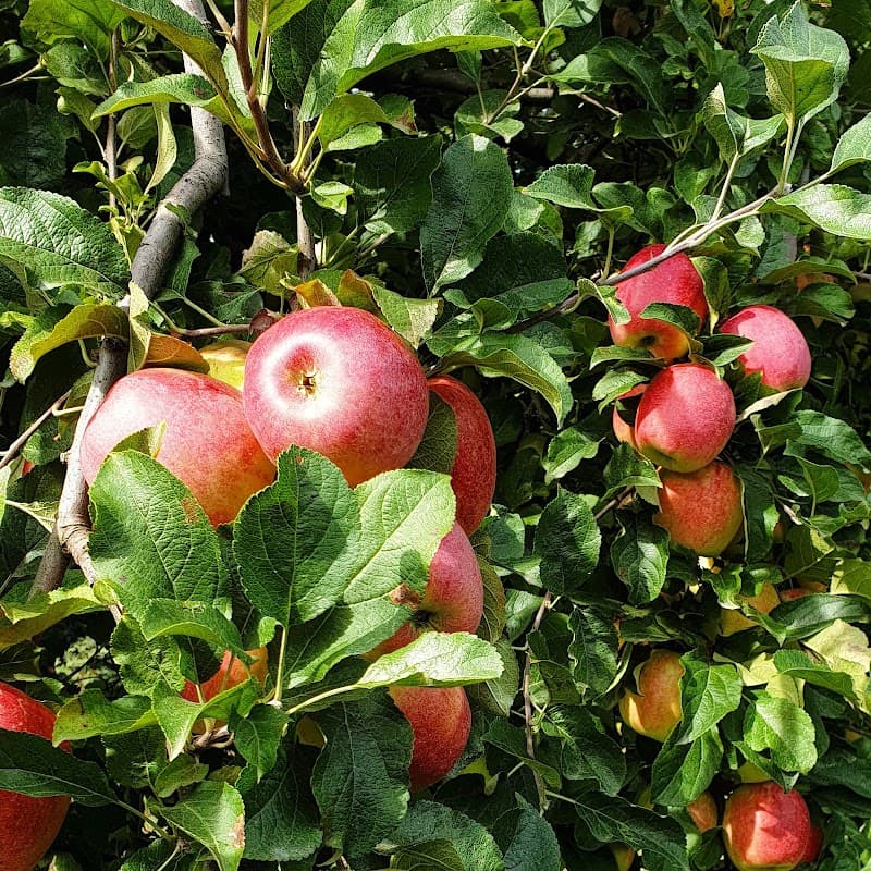 Immagine di Azienda agricola Roncaglia BIO a Bricherasio, Piemonte