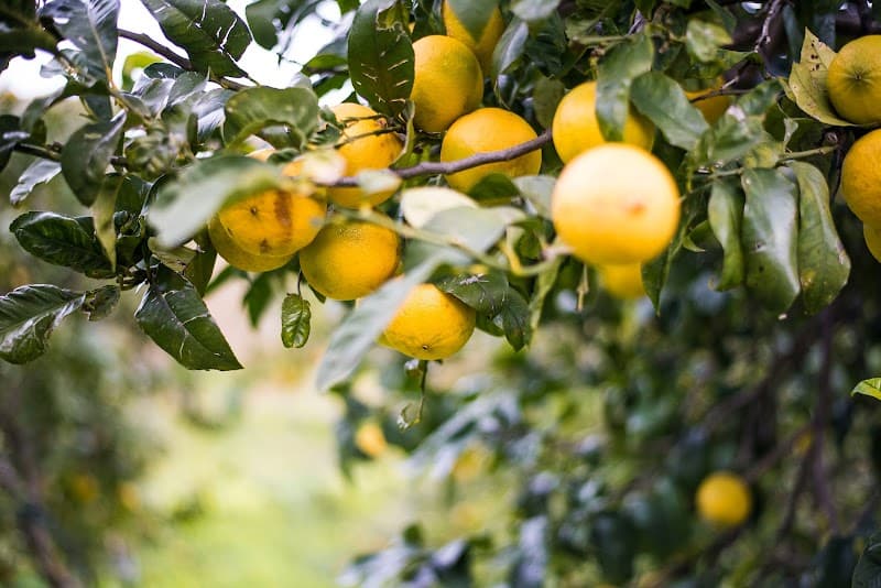 Immagine di AZIENDA AGRICOLA PATEA a Brancaleone Marina, Calabria