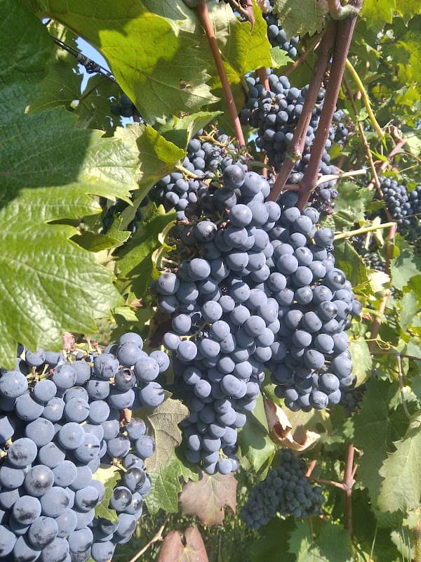 Immagine di Azienda Agricola Biologica "Cascinetto d'Agro" a Lallio, Lombardia