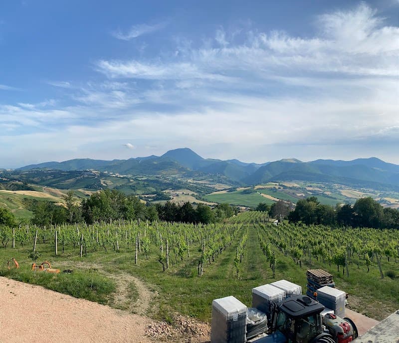 Immagine di Fattoria Nannì a Apiro, Marche