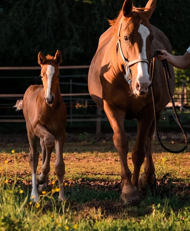 Immagine di Tenuta Mivea a Savogna d'Isonzo, Friuli-Venezia Giulia