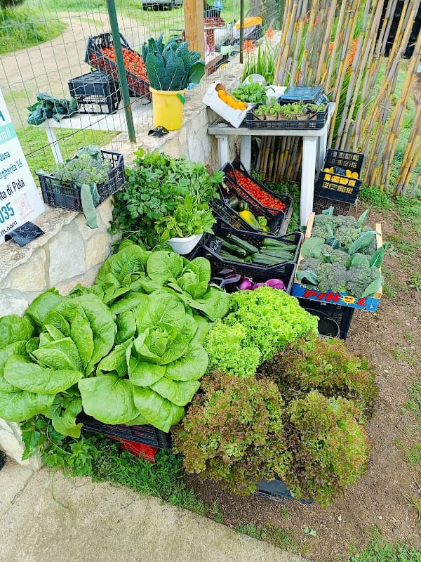 Immagine di CasuFamilyFarm Vendita Diretta a Km0 a Cagliari, Sardegna