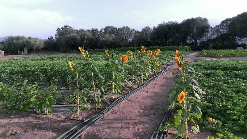 Immagine di Agriturismo Prendas de Sole - Azienda agricola Biologica a Olbia, Sardegna