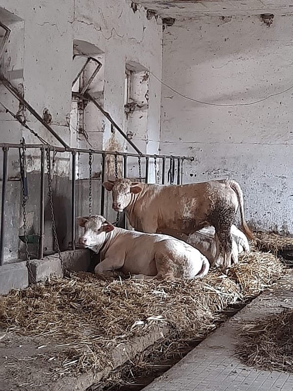 Immagine di Azienda Agricola Campi Carlo a Milano, Lombardia