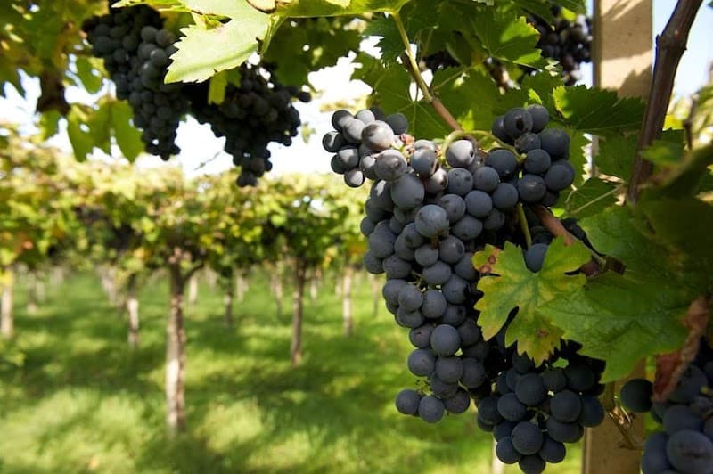 Immagine di Azienda Agricola Biologica Alfredo D'Eusanio a Ortona, Abruzzo