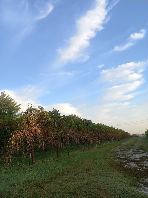 Immagine di Azienda Agricola Ferraretti a Spilamberto, Emilia-Romagna