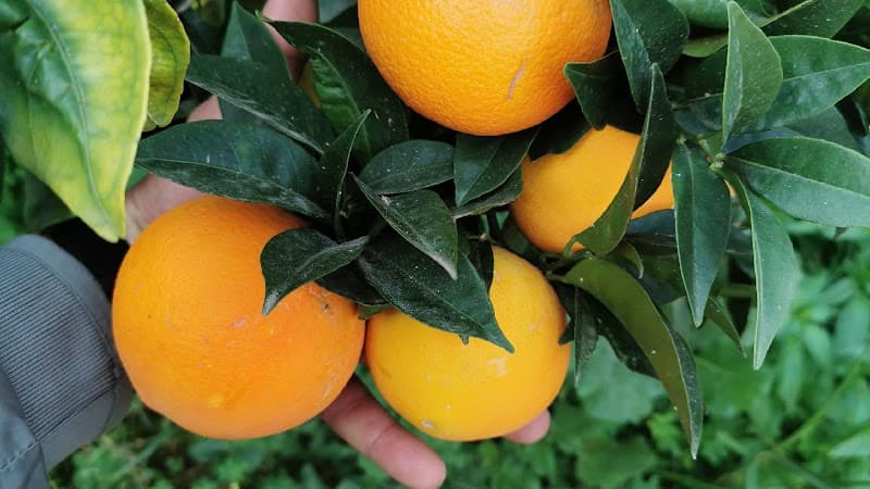 Immagine di Azienda Agricola Spanò a Locri, Calabria