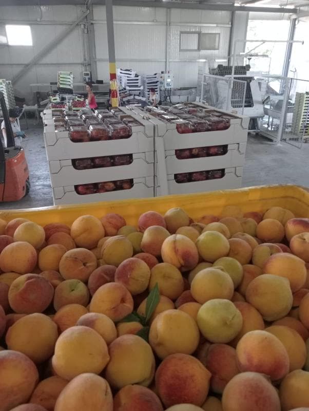 Immagine di Azienda Agricola Di Cicco a Villa Literno, Campania