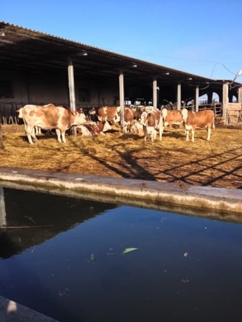 Immagine di Azienda Agricola Scialanga a Roma, Lazio
