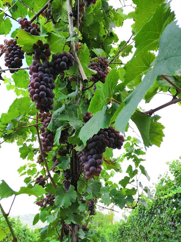 Immagine di Reghét - Azienda Agricola Biologica a Osigo, Veneto