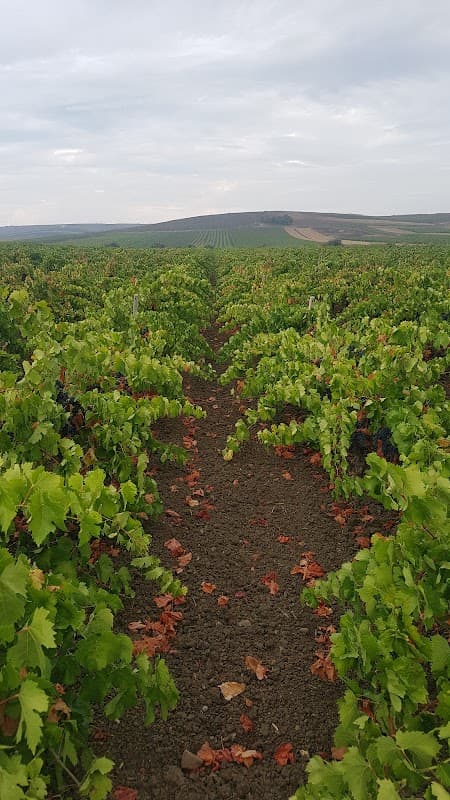 Immagine di Azienda vinicola F.lli Gulletta a Messina, Sicilia