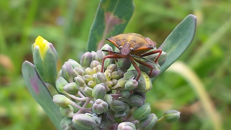 Immagine di Fattoria Biologica Le Bricchiette a Bracciano, Lazio