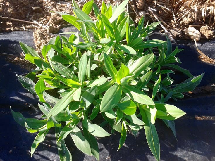 Immagine di l'Orto sul Fiume a Zona Industriale Prosciutti, Friuli-Venezia Giulia