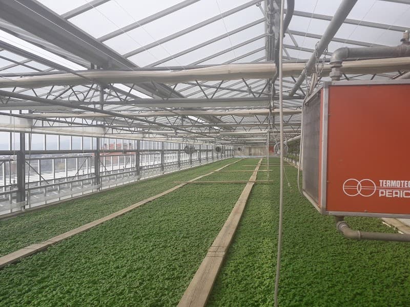 Immagine di Azienda Agricola Calcagno Paolo a Celle Ligure, Liguria