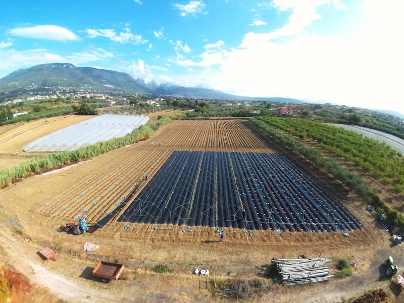 Immagine di Azienda Agricola Petrosino Sabato a Castel San Lorenzo, Campania