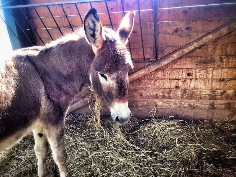 Immagine di Cascina del Mulino a Villastellone, Piemonte