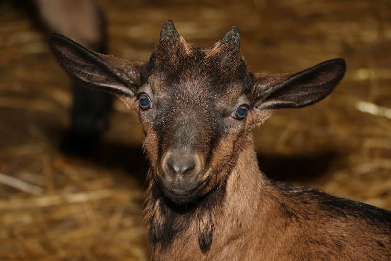 Immagine di Azienda Agrituristica Monterosso a Rossiglione, Liguria