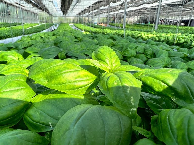 Immagine di La Fattoria di Pol - Agricoltura innovativa Aeroponica a Borghetto Santo Spirito, Liguria