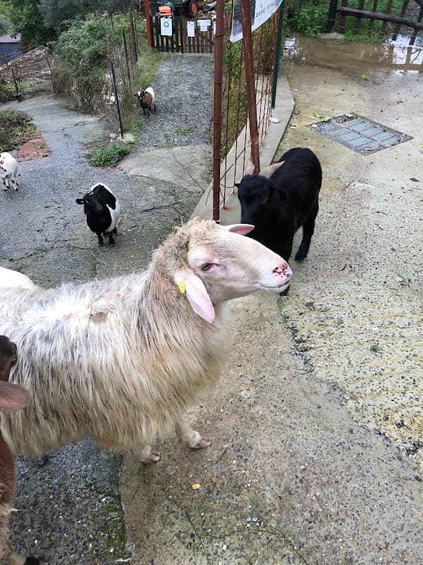 Immagine di Azienda agricola Lancillotto a Premanico, Liguria