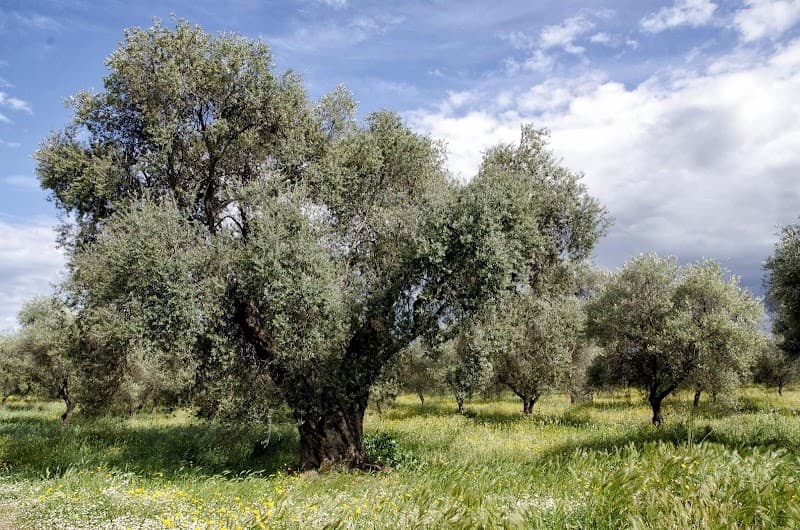 Immagine di Azienda Agricola Biologica Fratelli Renzo a Albidona, Calabria