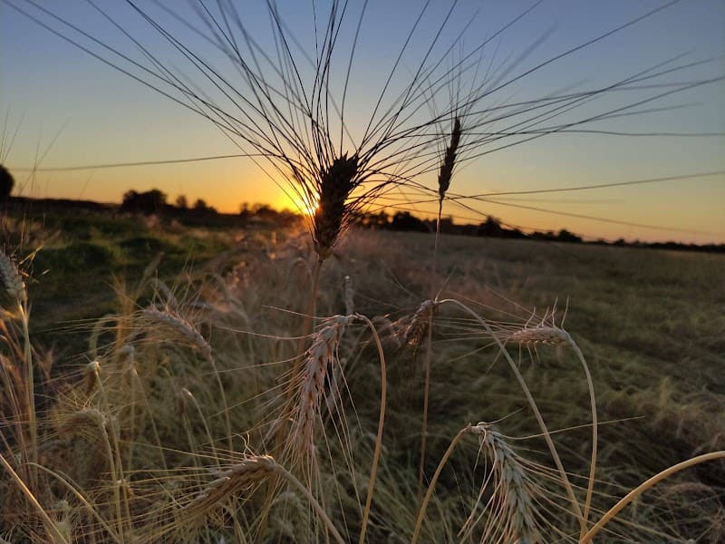 Immagine di Bio Orto Zanarini - Azienda Agricola Biologica Zanarini Carla a Bologna, Emilia-Romagna
