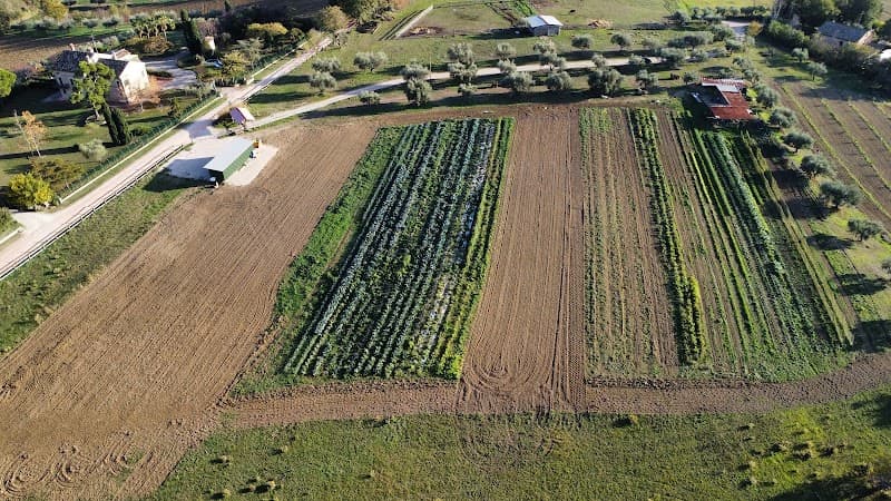 Immagine di Azienda Agricola Le Radici a Sant'Elpidio a Mare, Marche