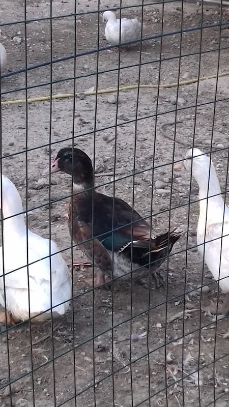 Immagine di Azienda Agricola Biologica "La Muscari" a Belgatto, Marche
