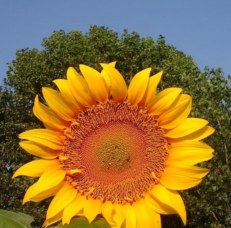 Immagine di Costa Pisola, Biofattoria E Geoparco Viggiano a Tricarico, Basilicata