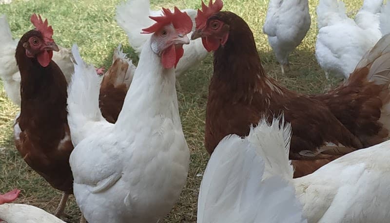 Immagine di Azienda Agricola Di Belloni Sandra a Ottana, Sardegna