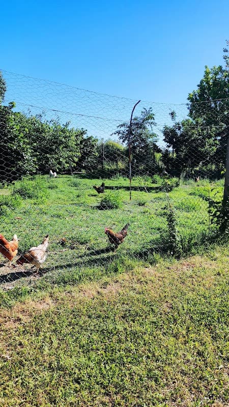 Immagine di La Zucca vuota a Mogliano Veneto, Veneto