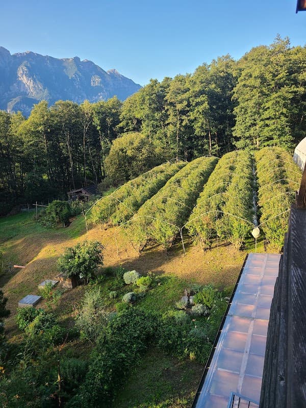 Immagine di Azienda Agricola Biologica Nella natura e... a Bieno, Trentino-Alto Adige
