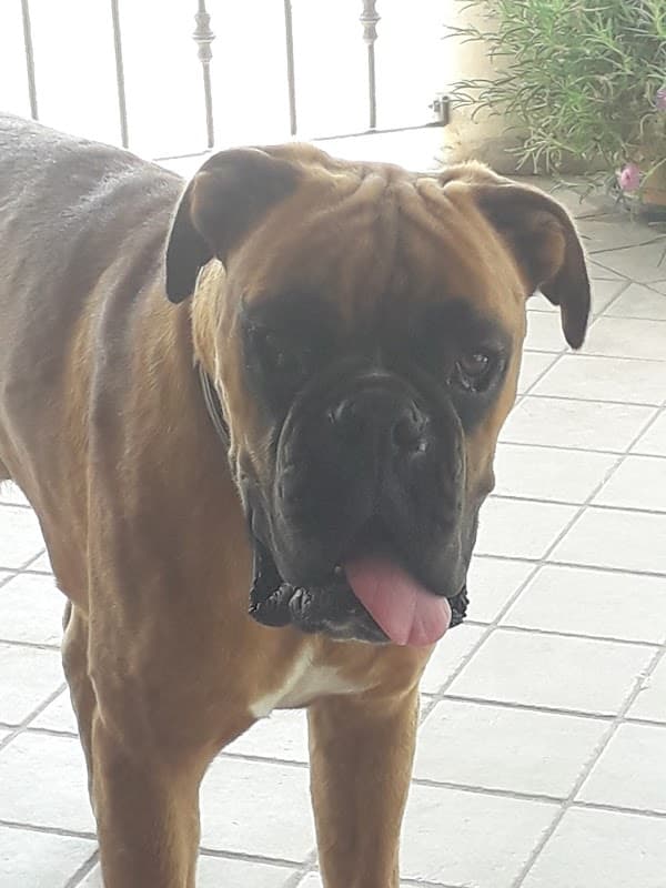 Immagine di Azienda Agricola Mosso Di Mosso Riccardo E Mosso R a Caramagna Piemonte, Piemonte