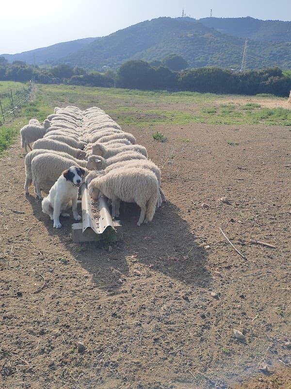 Immagine di Azienda Agricola Calvisi a Urzulei, Sardegna