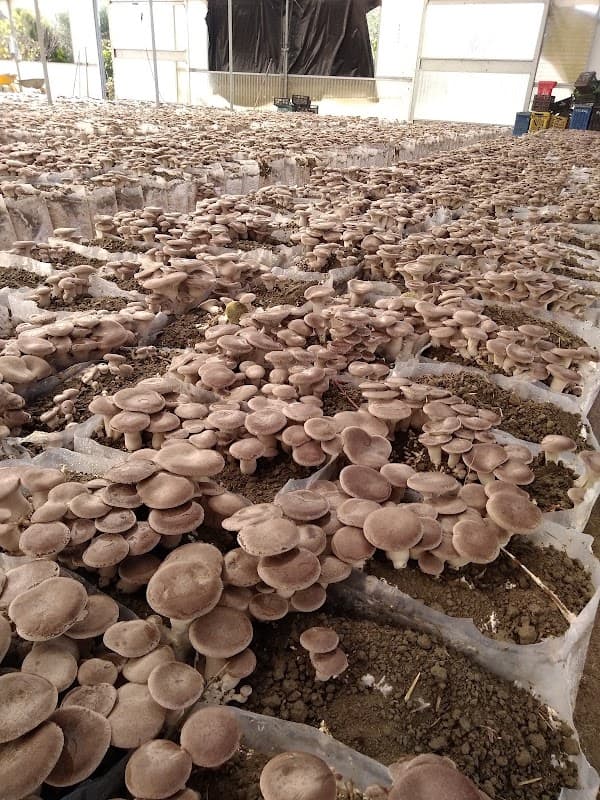 Immagine di Agri Funghi Basilicata a Montalbano Jonico, Basilicata