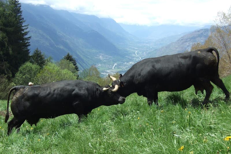 Immagine di L'Etela du Berzi s.s.agricola a Saint-Vincent, Valle d'Aosta