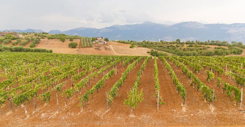 Immagine di Tenute oliveto Olio Biologico Calabrese a Saracena, Calabria